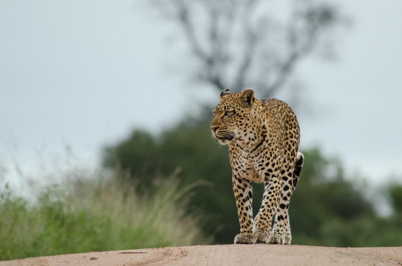 9 Days Tanzania and Zanzibar Luxury Safari