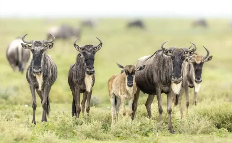 5-Day-Ndutu-Calving-Season-Safari-1024x630