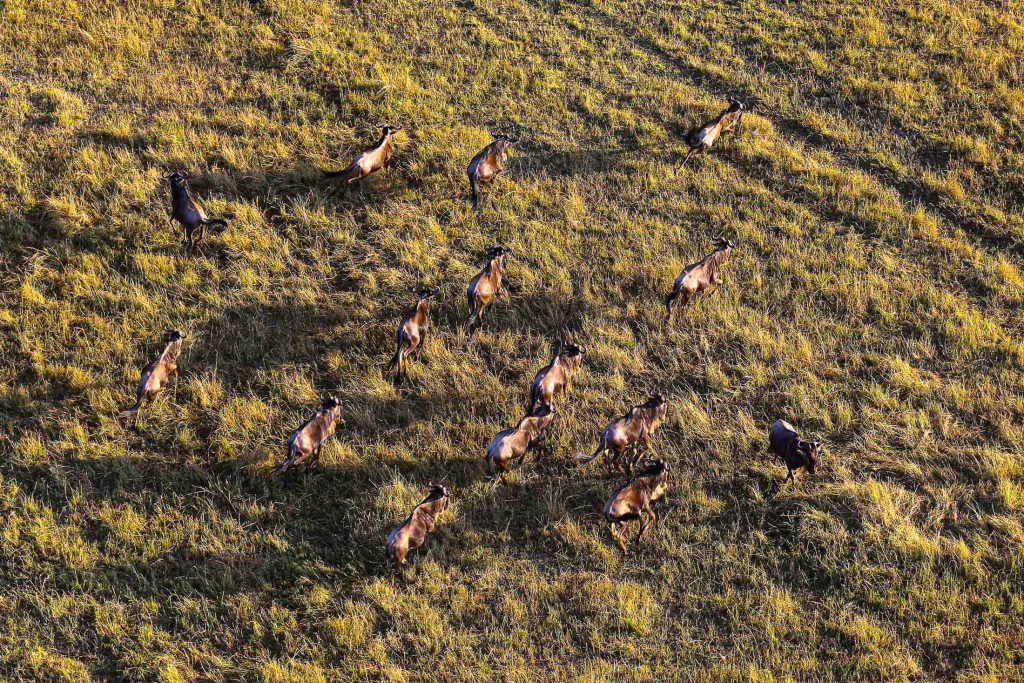 7 Days Tanzania Wildebeest Migration Safari