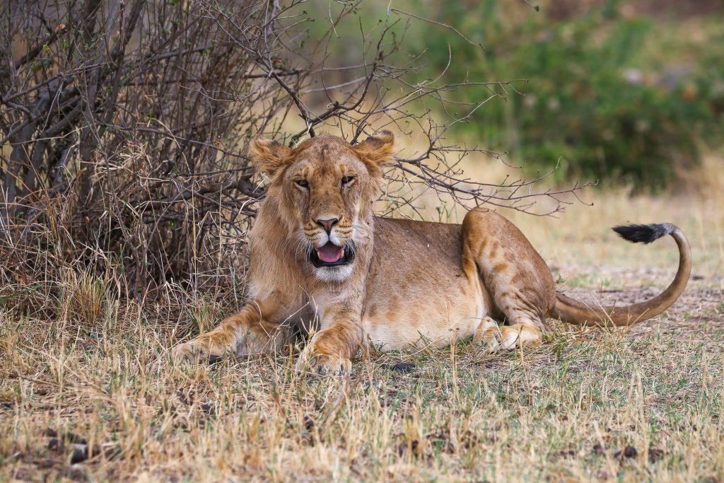8 Days Tanzania Budget Safari
