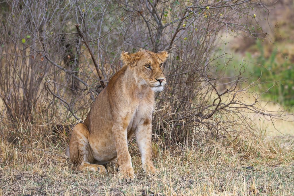 Book Luxury Safari Tanzania
