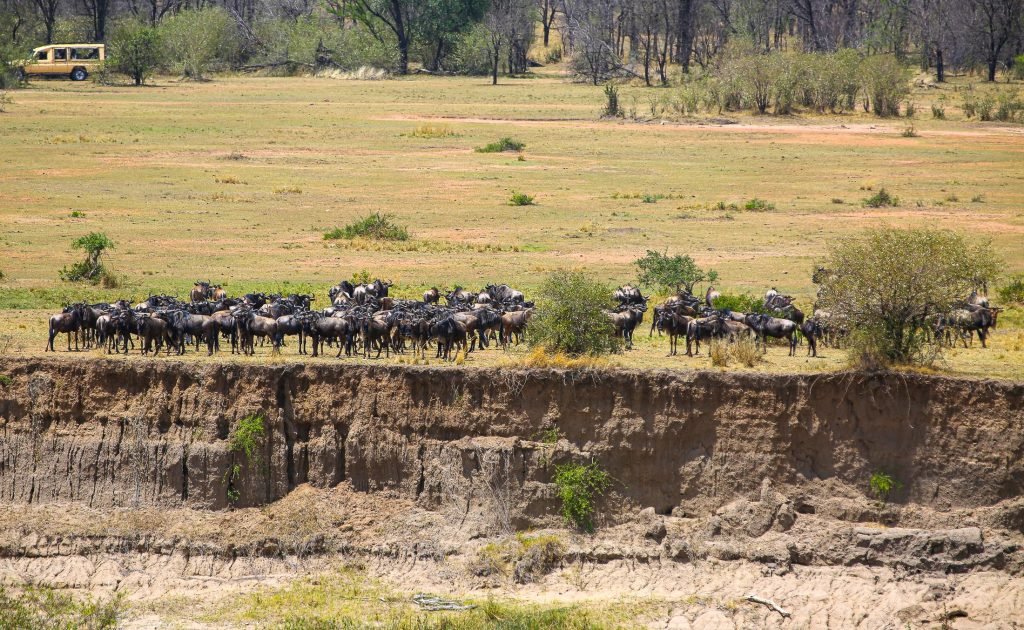 This 7 Days Tanzania Wildebeest Migration Safari is designed for wildlife enthusiasts eager to witness the spectacular movement of millions of wildebeest, zebras and gazelles