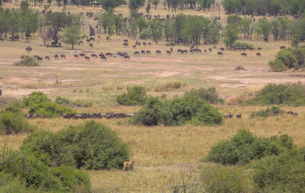 7 Days Tanzania Wildebeest Migration Safari