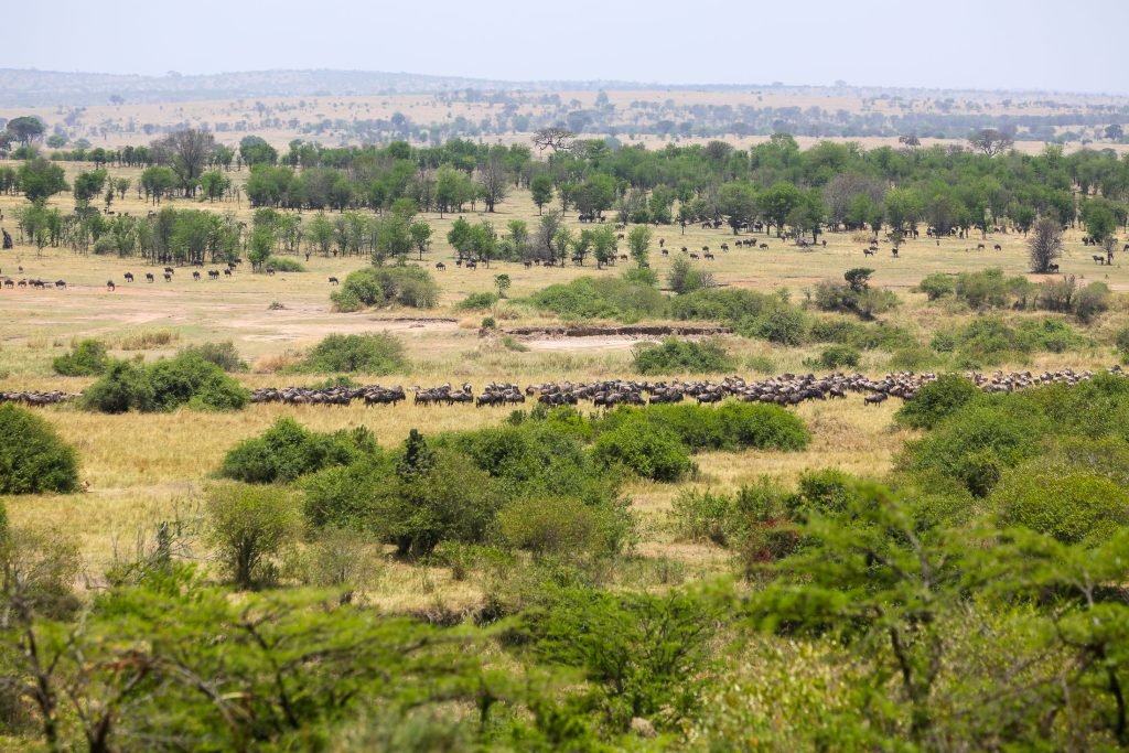 Serengeti Wildebeest Migration