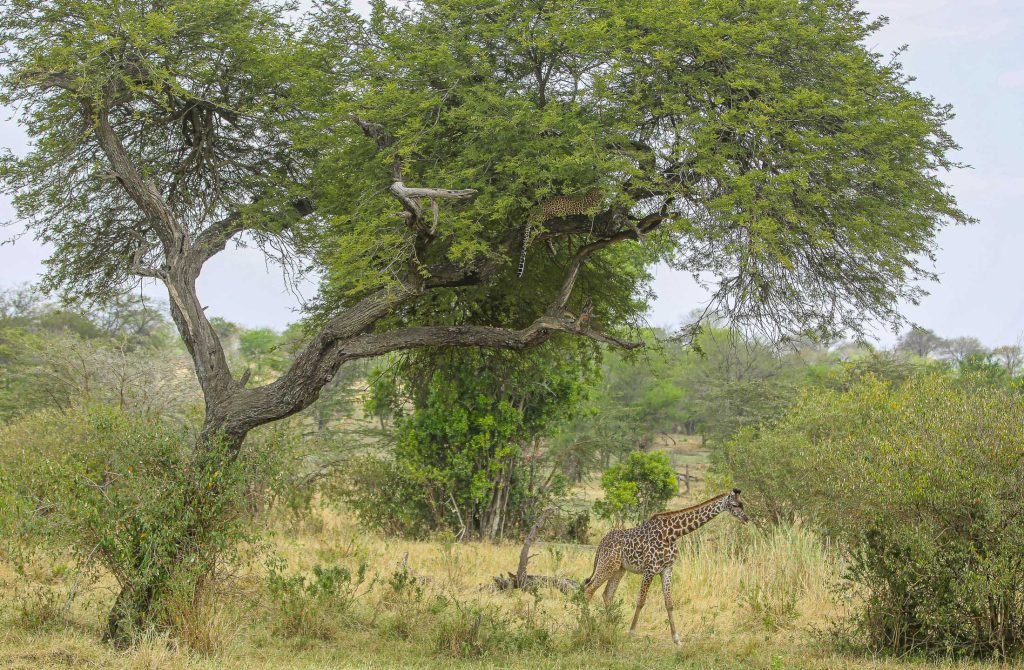 8 Days Tanzania Budget Safari