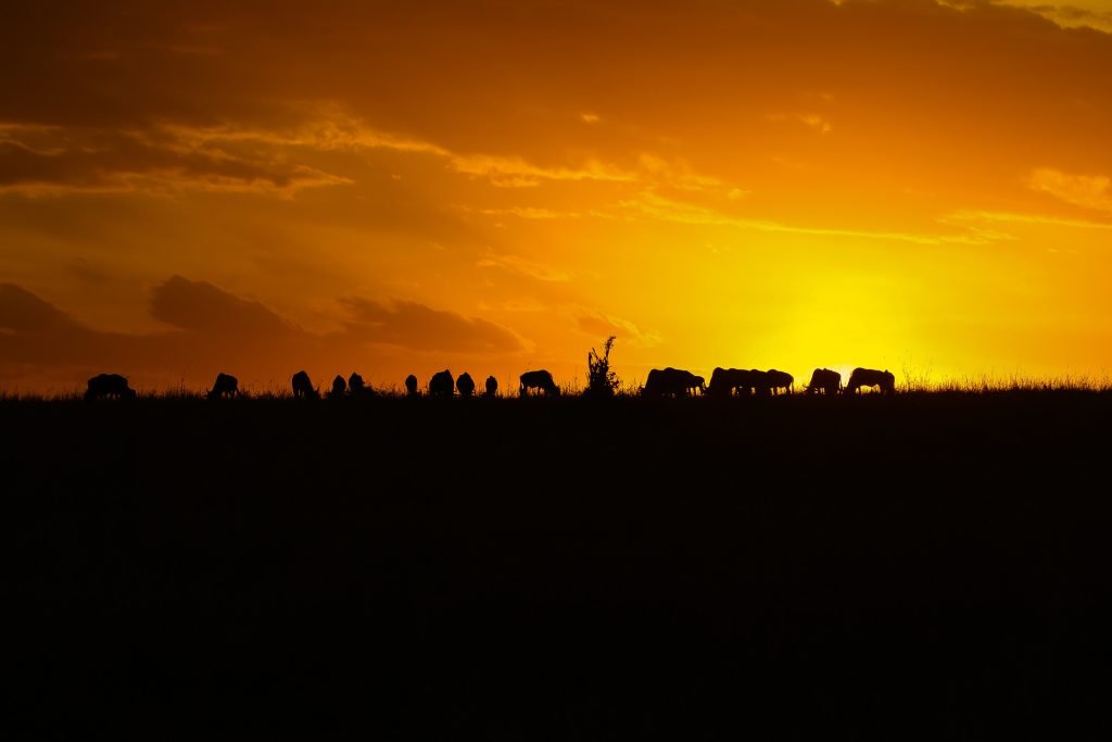 6 Days Tanzania Honeymoon Safari