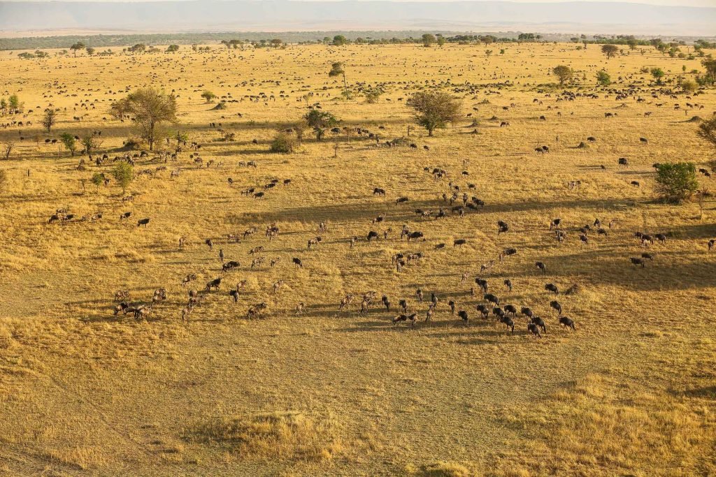 5 Days Tanzania Safaris