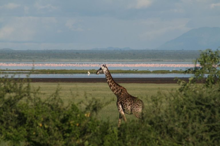 Lake_Manyara_National_Park_Giraffes_24