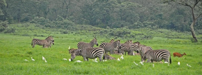 arusha-national-park-zebras