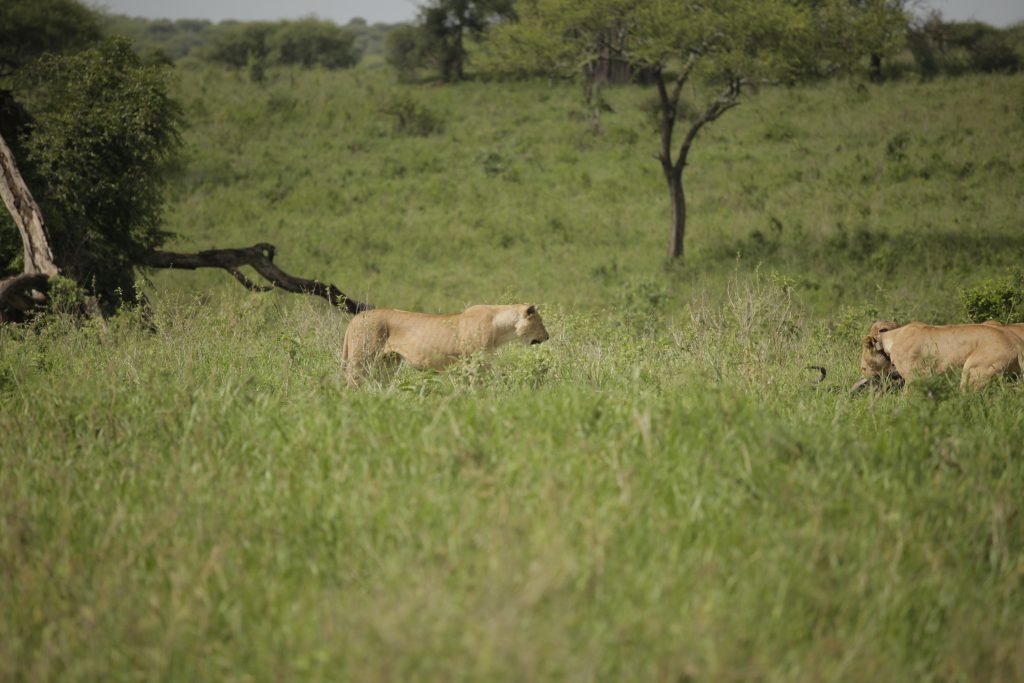 11 Days Tanzania and Zanzibar Adventure