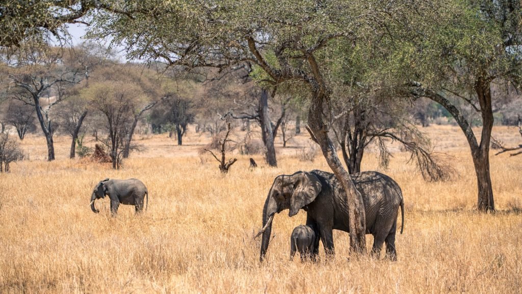 8 Days Tanzania Budget Safari