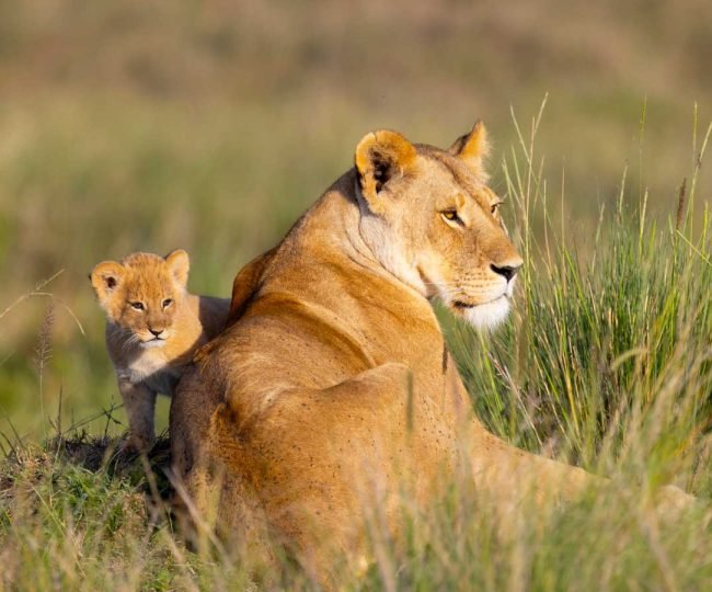 6-days-best-of-tanzania-safari